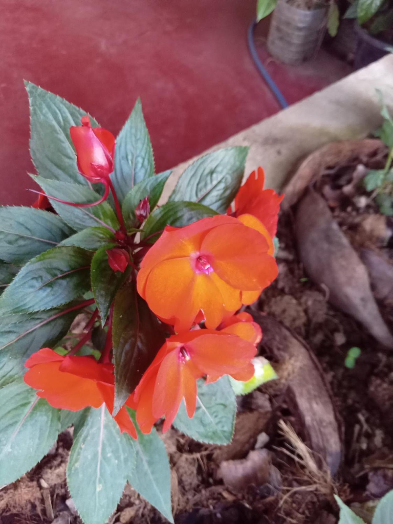אלה Aroma Heaven Homestay מראה חיצוני תמונה